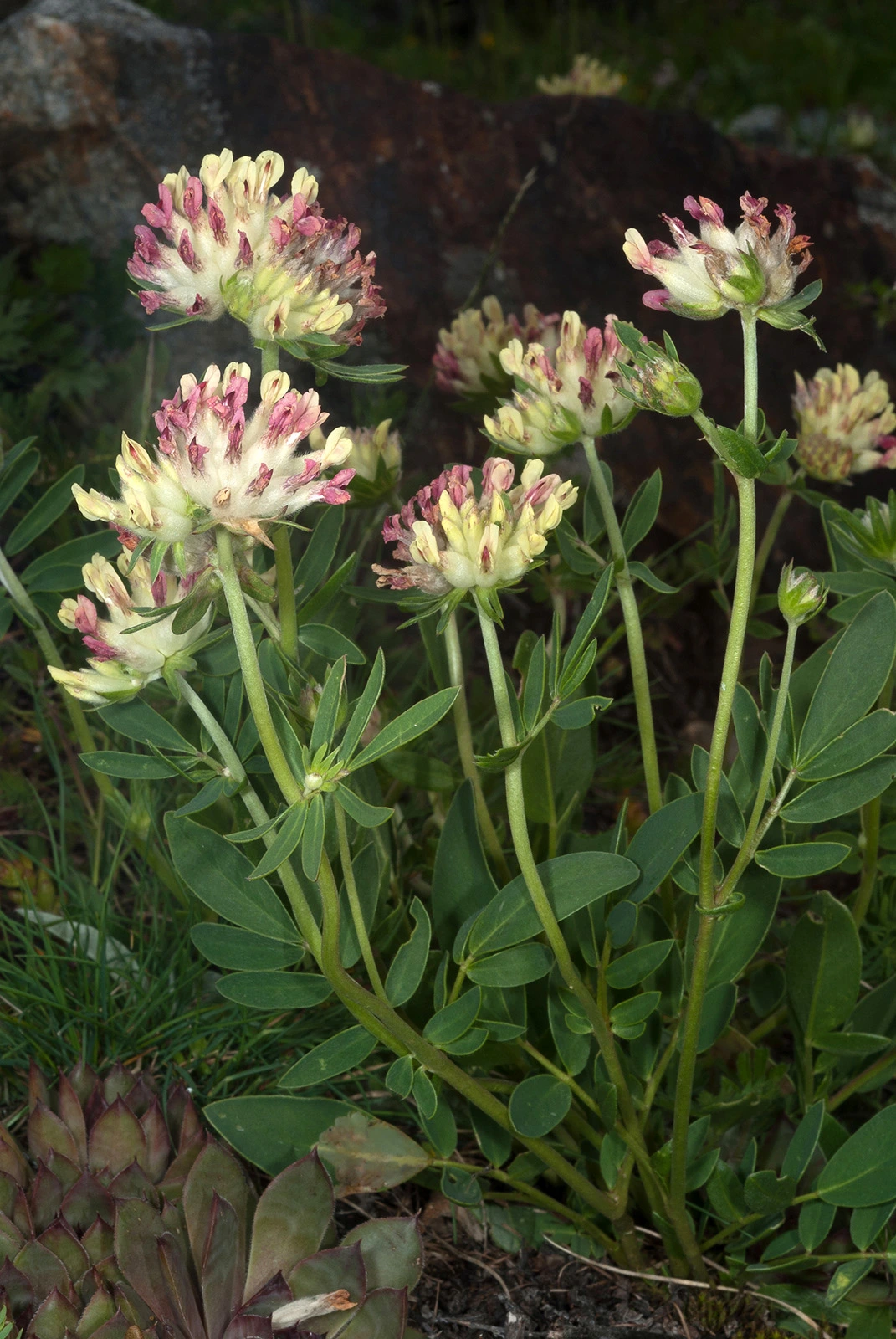 Photo Maurizio Broglio - Anthyllis vulneraria subsp. valesiaca